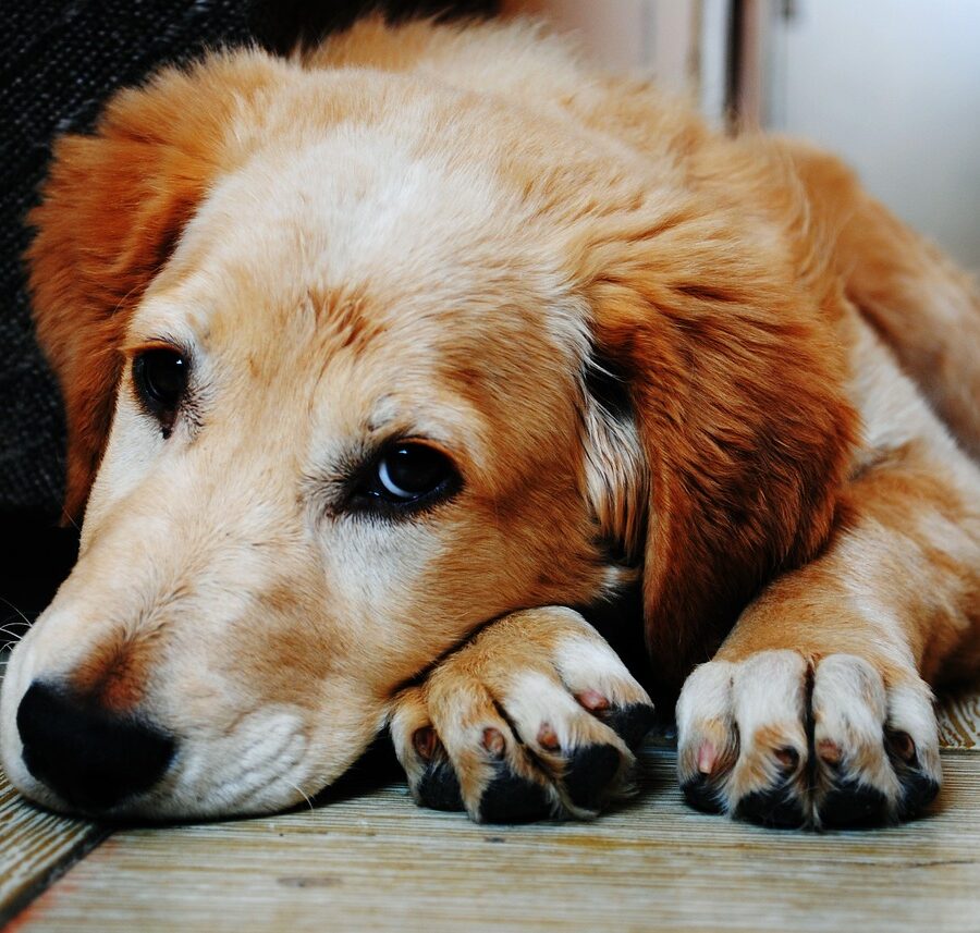 perro que ha sufrido maltrato