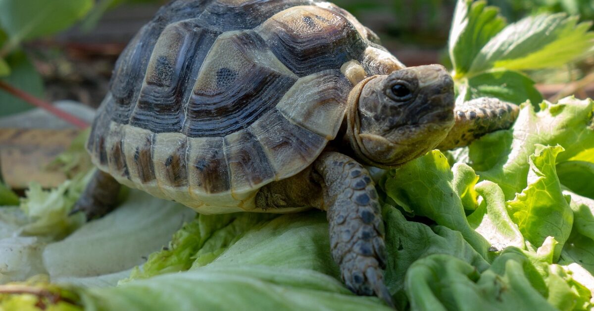 Razones Por Las Que La Tortuga De Tierra Es Una Buena Mascota