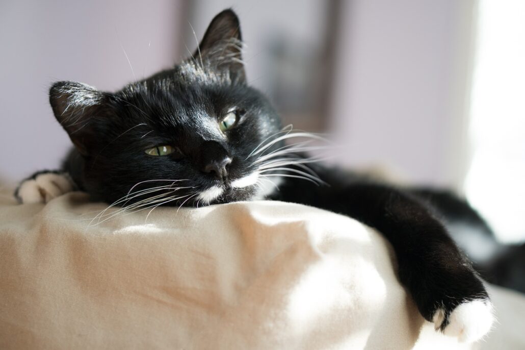 cama para gatos