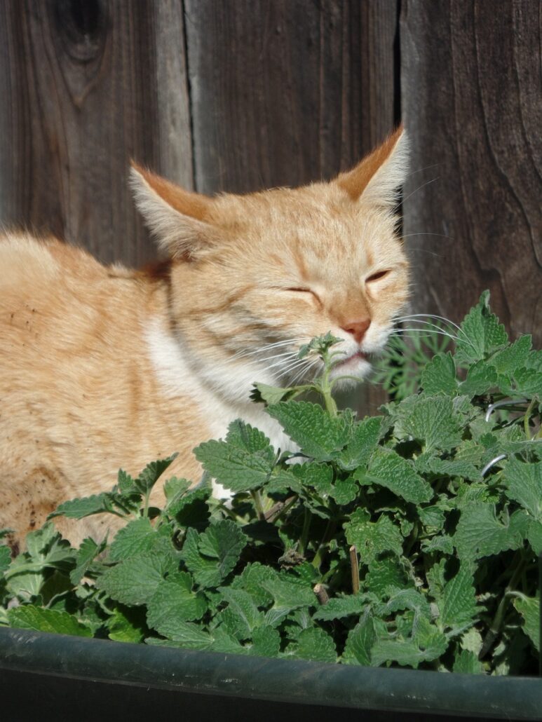catnip