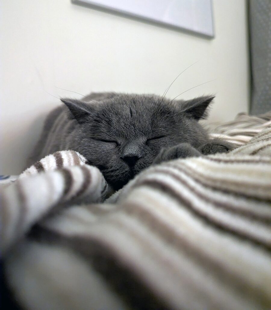 dormir con un gato