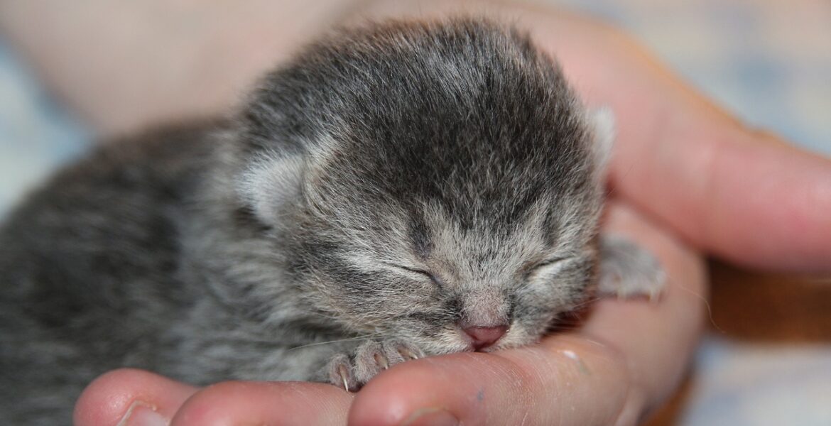 gato recién nacido