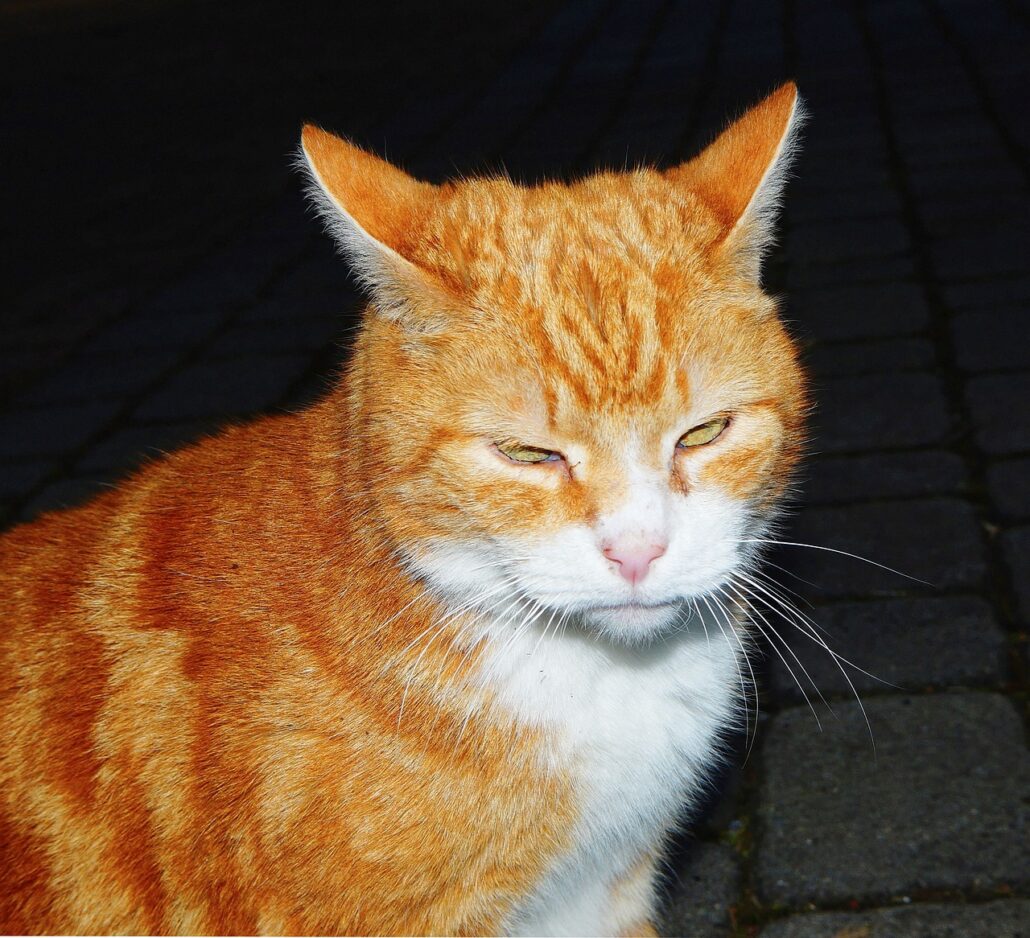 ojos rojos en gatos