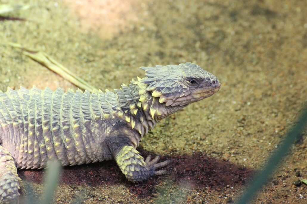 lámpara para el terrario