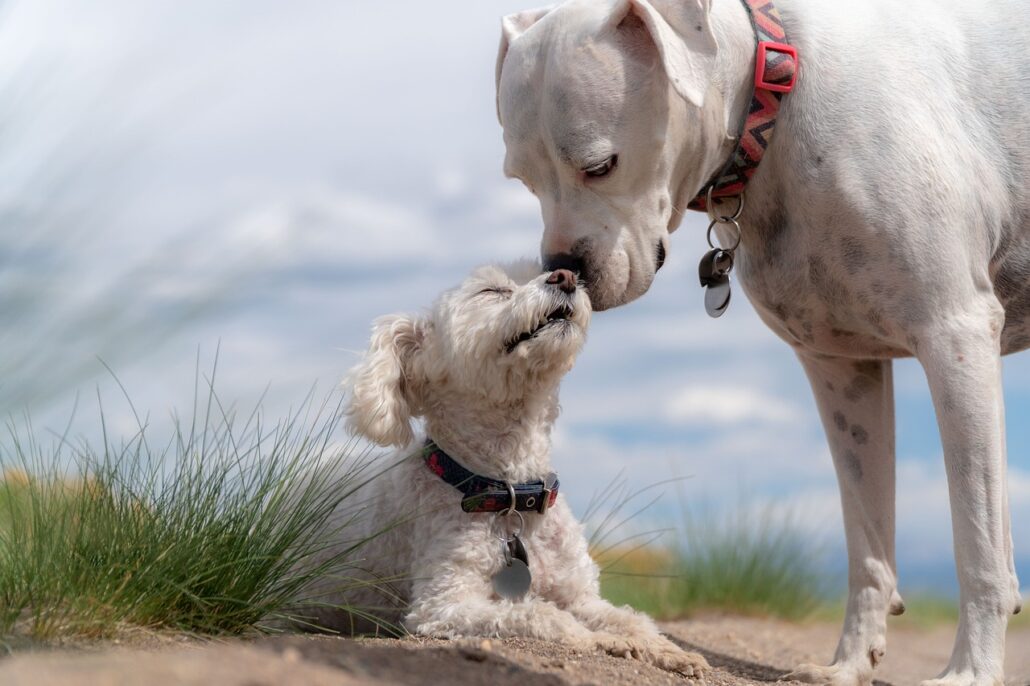 socialización canina