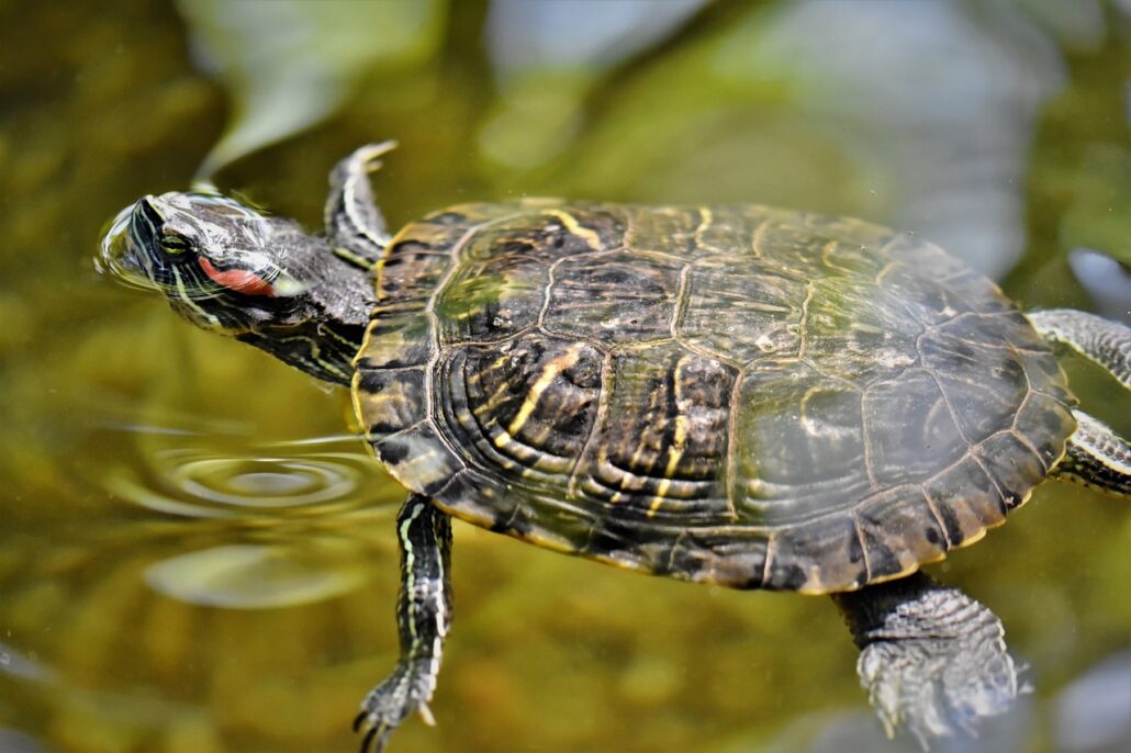tortuga de agua