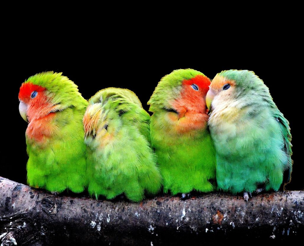 Principiante en aves