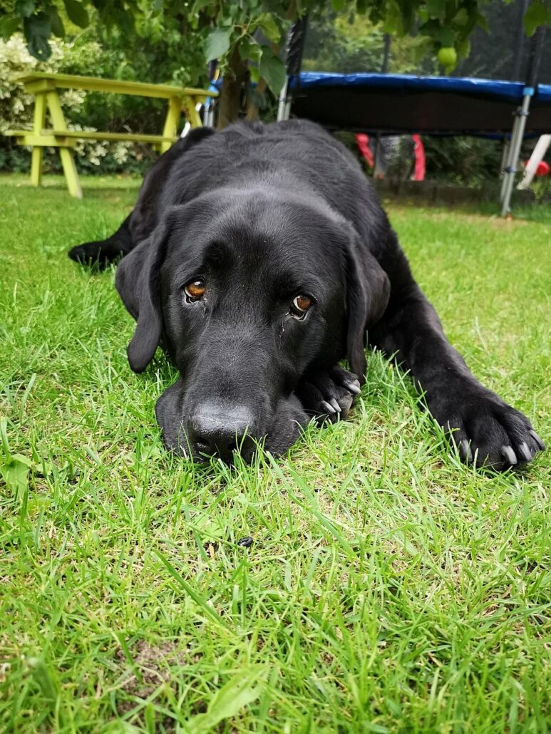 aburrimiento en tu perro