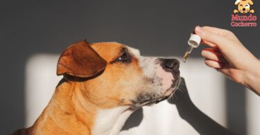 aceite de salmón es bueno para los perros