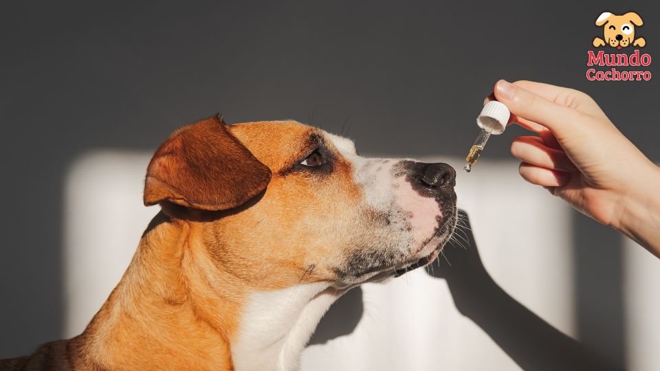 aceite de salmón es bueno para los perros