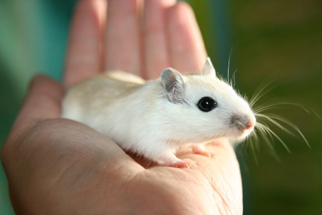 adoptar un jerbo