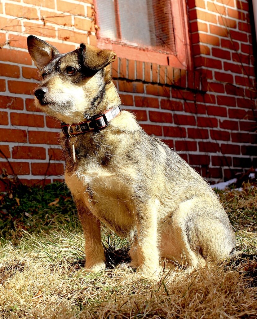 adoptar un perro adulto