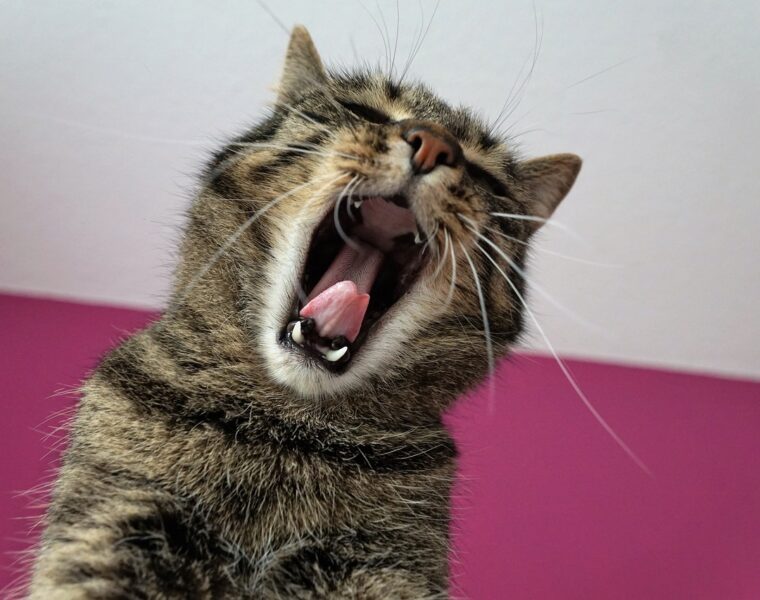 dentición en gatos