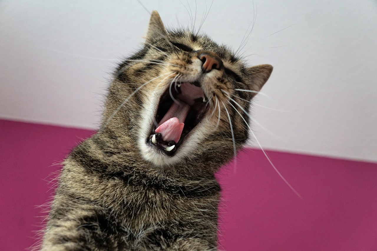 dentición en gatos