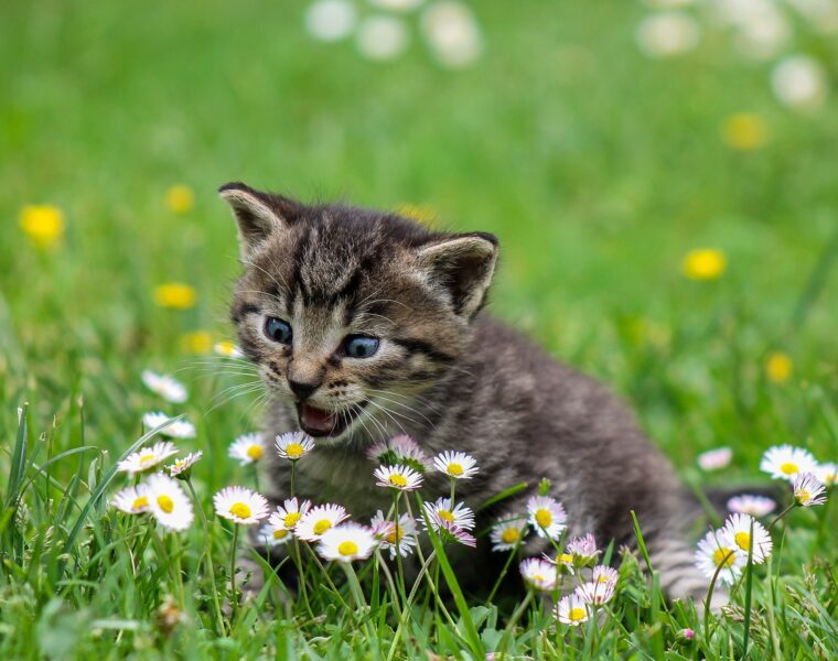 desarrollo de tu gatito