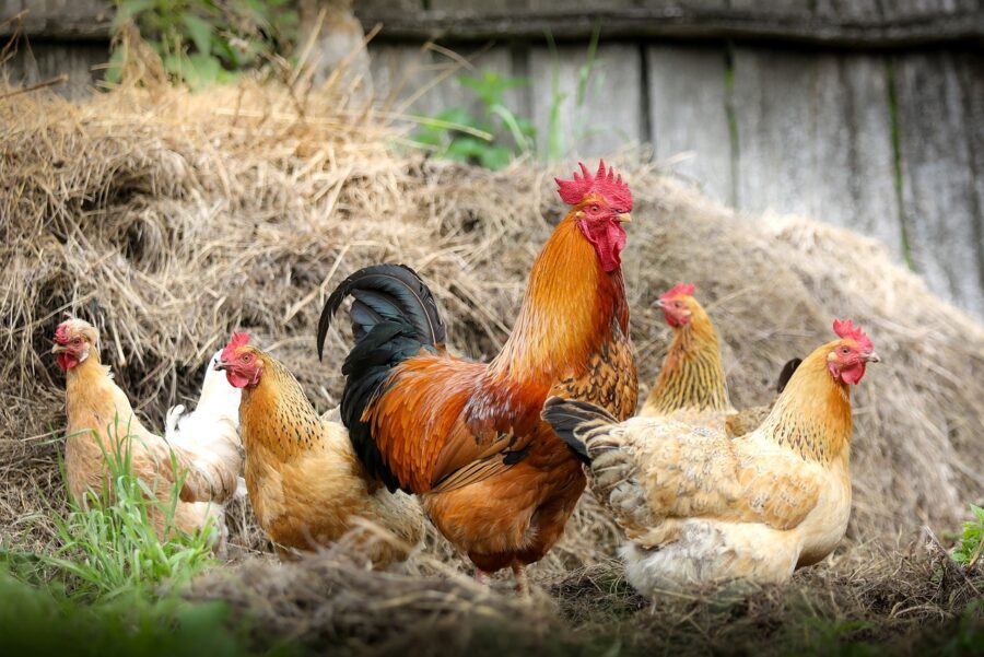 gallinero