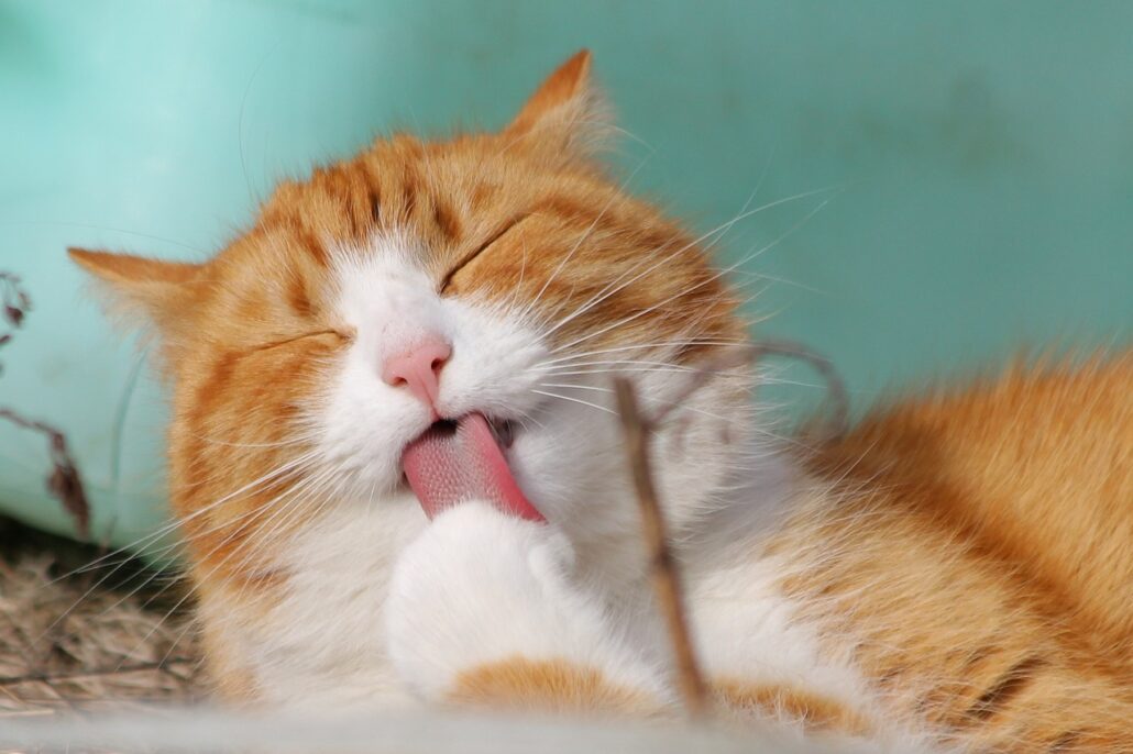 gato se rasca