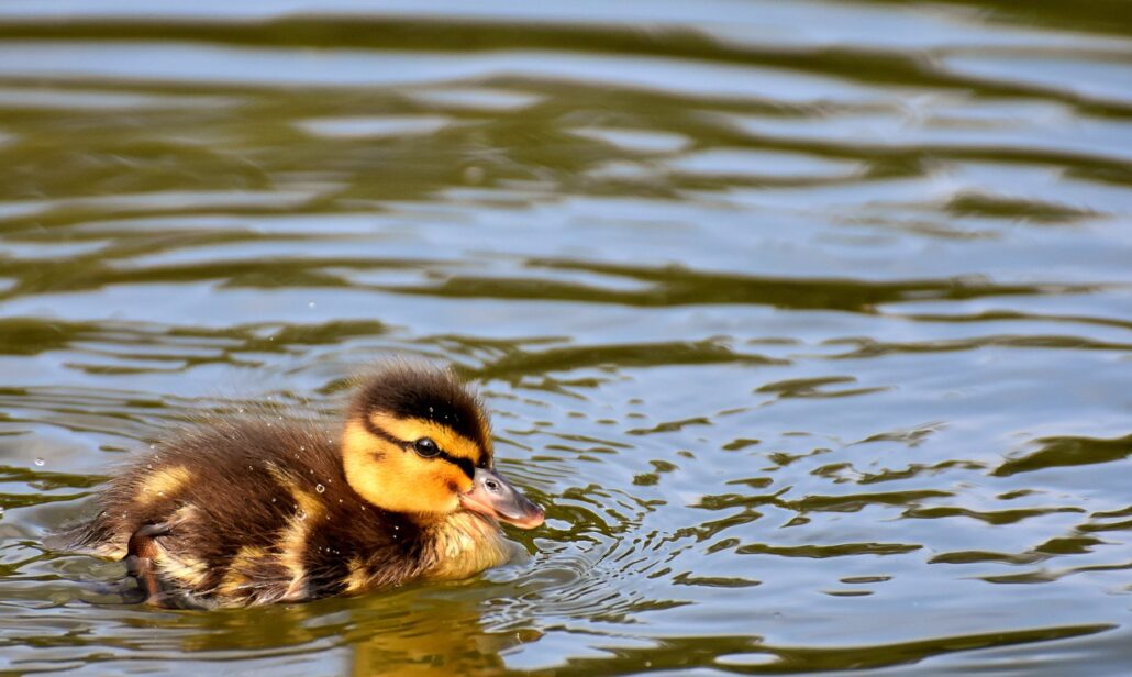 pato de mascota