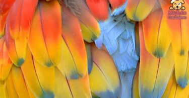 4 razones por las que un ave puede arrancarse las plumas