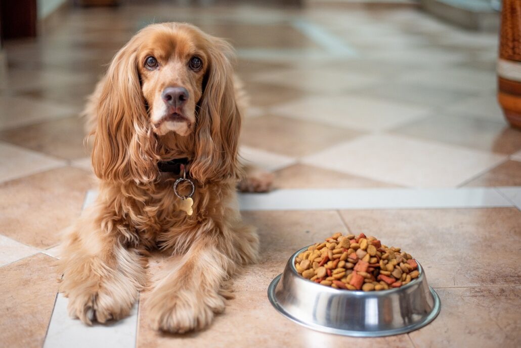 comida seca y comida húmeda para perros