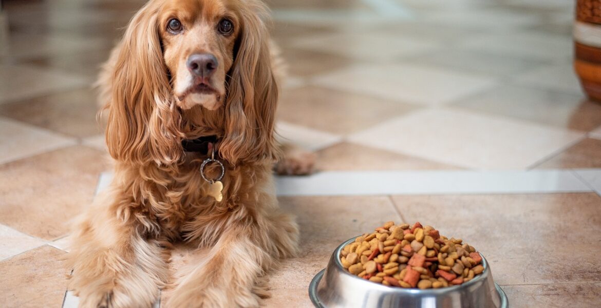 comida seca y comida húmeda para perros