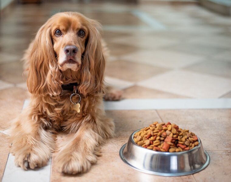 comida seca y comida húmeda para perros