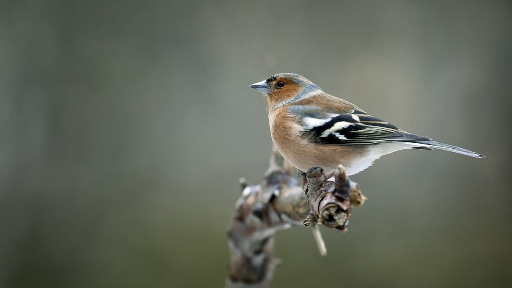 cuidadores principiantes de aves