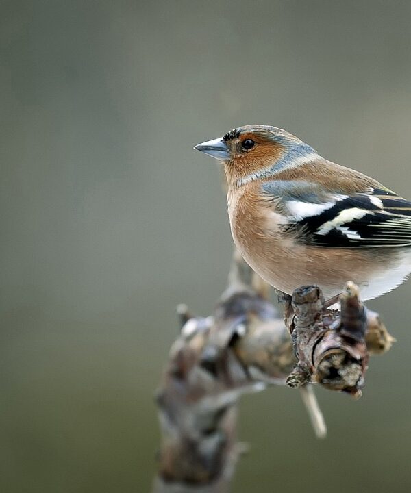 cuidadores principiantes de aves