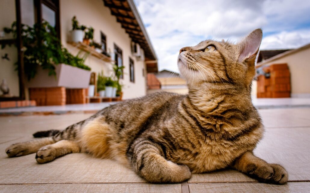 dejar salir a tu gato