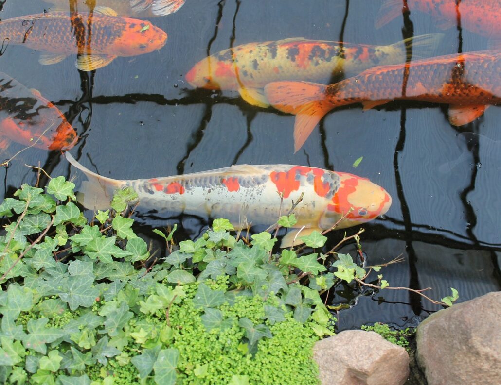 estanque koi