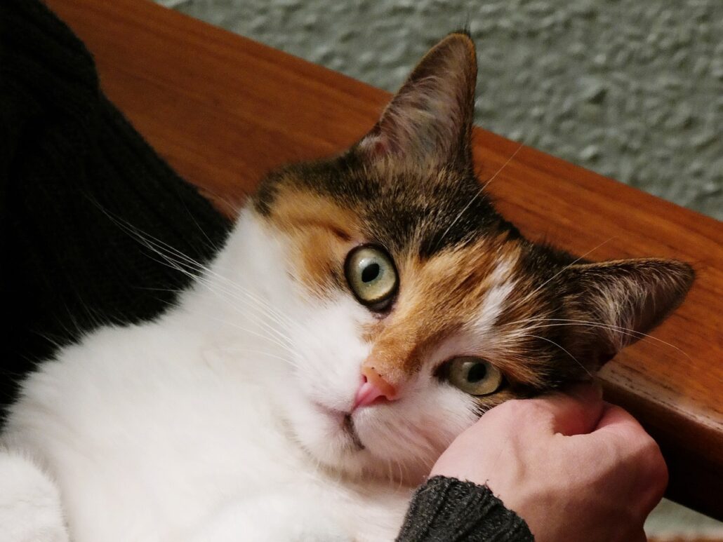 gato depende