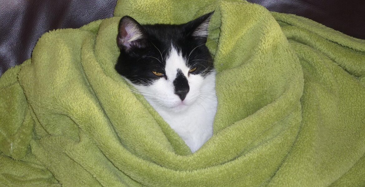 gato tiene frío