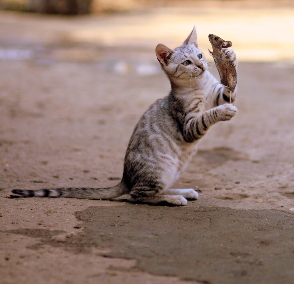 gatos juegan con los ratones