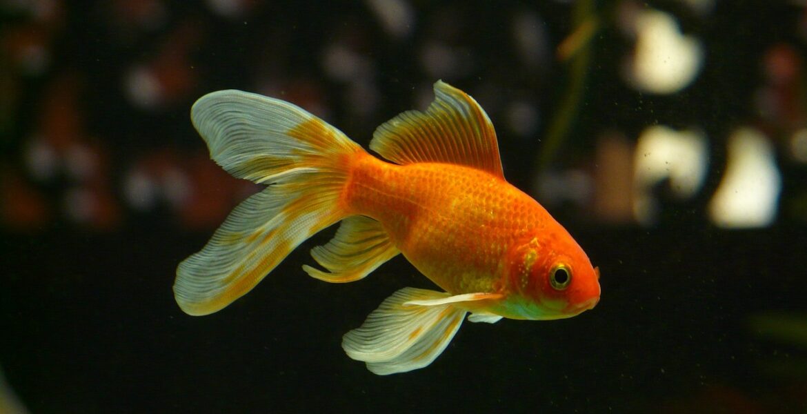 peces de colores