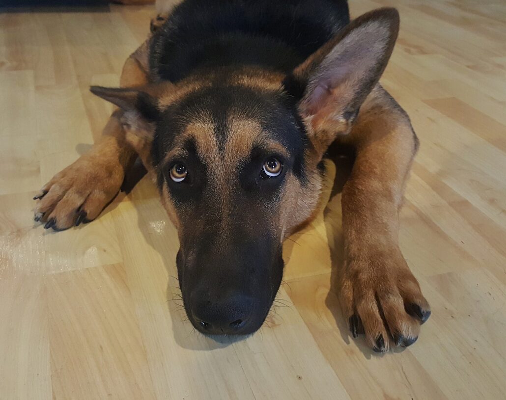 perro con miedo