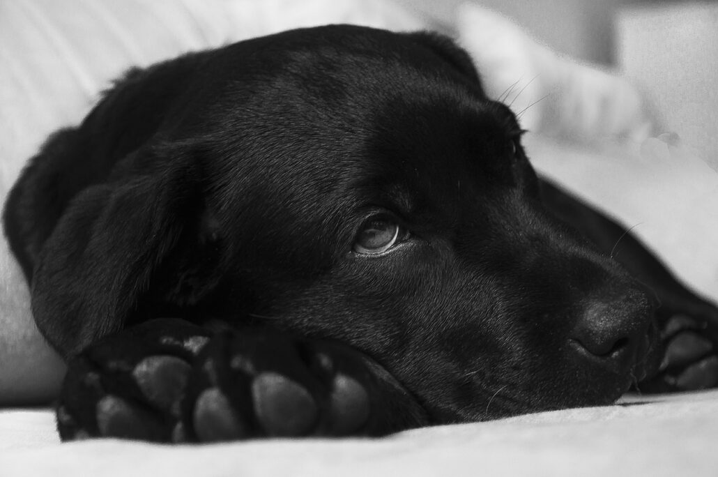 perro ingiere veneno