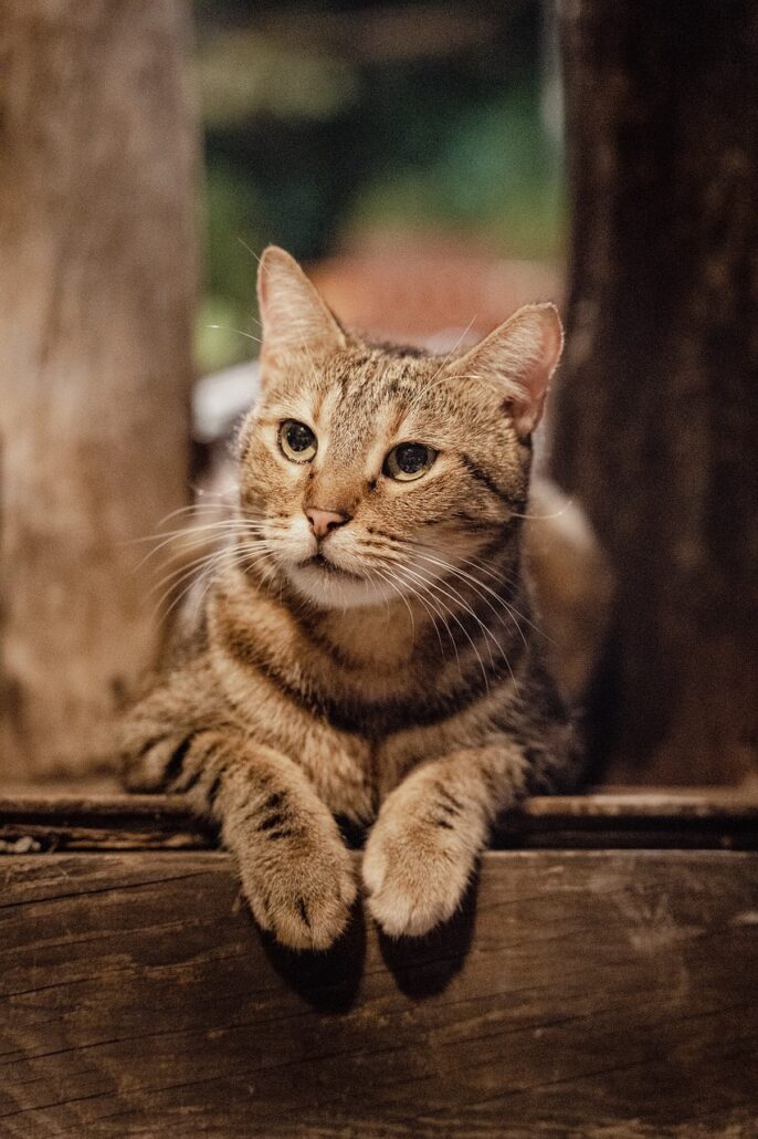 transportín para gatos
