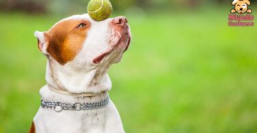 Cinco beneficios de la estimulación cognitiva en perros