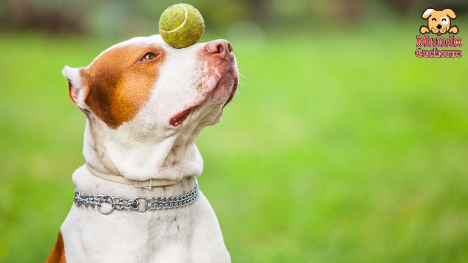 Cinco beneficios de la estimulación cognitiva en perros