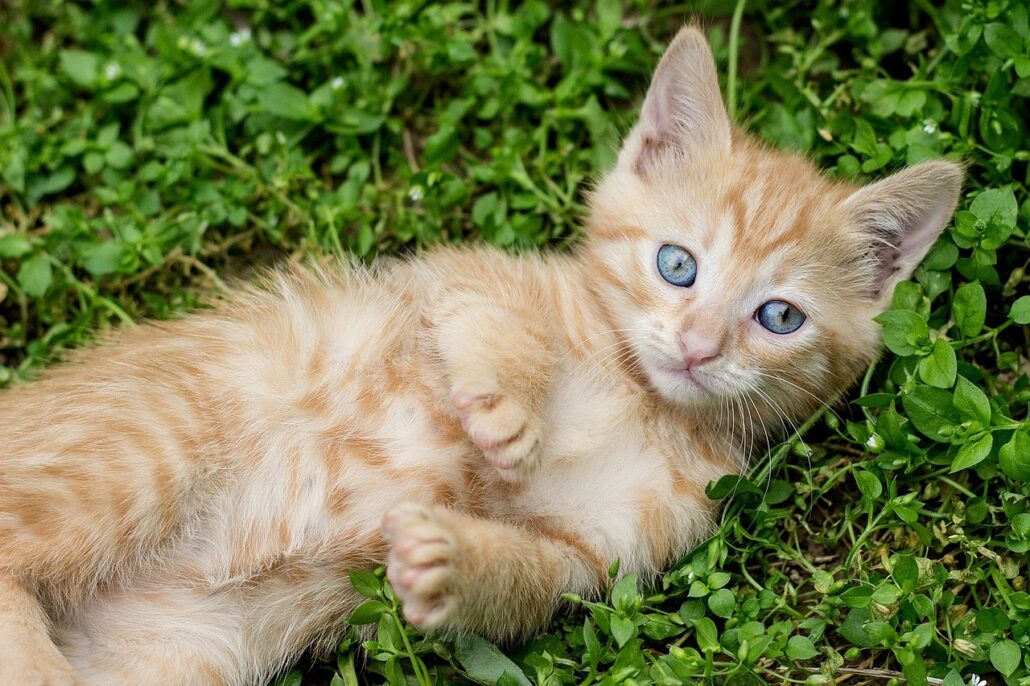 adoptar a un gato