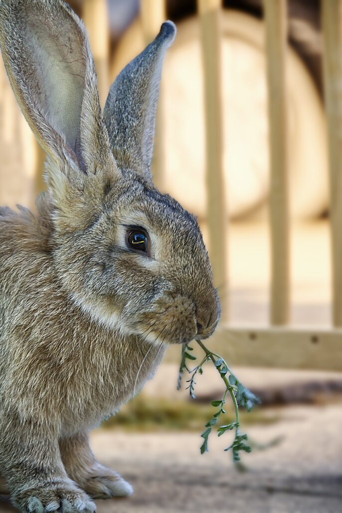 alimentación para un conejo