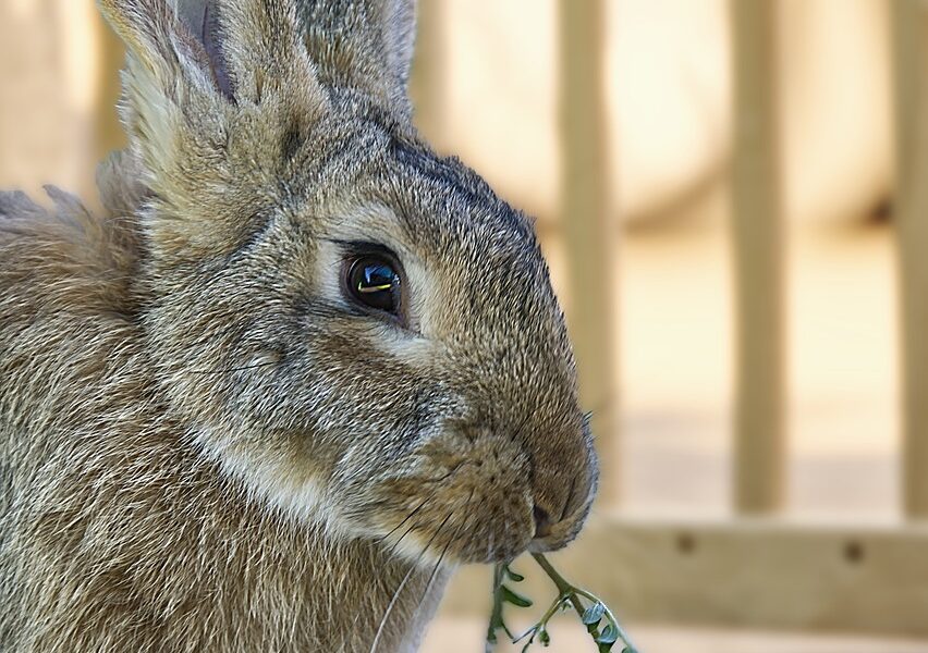 alimentación para un conejo