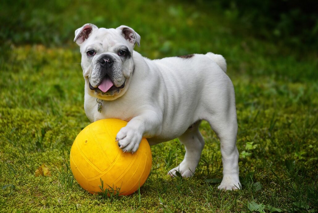 bulldogs