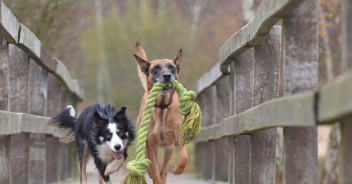 Estimulación cognitiva y juegos mentales para perros