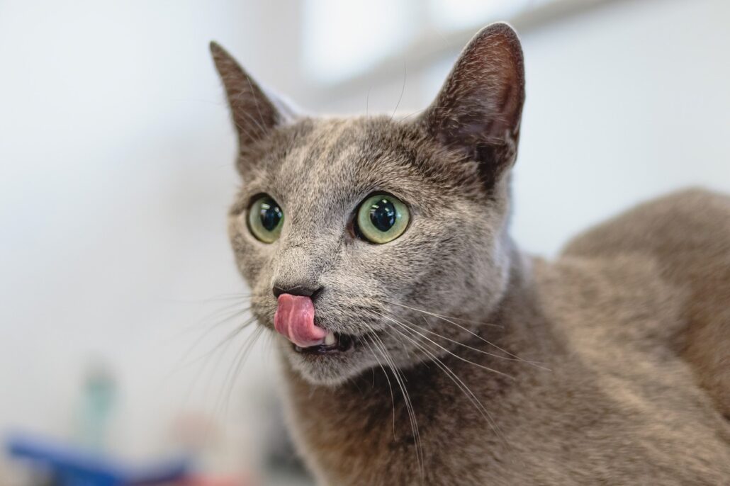 gato se tome una pastilla