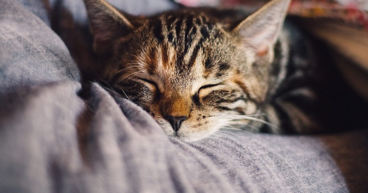 Se Ales Para Saber Que Tu Gato Te Quiere Mundo Cachorro