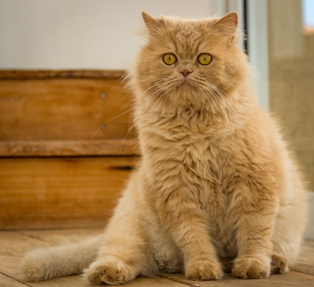 gato tiene sobrepeso