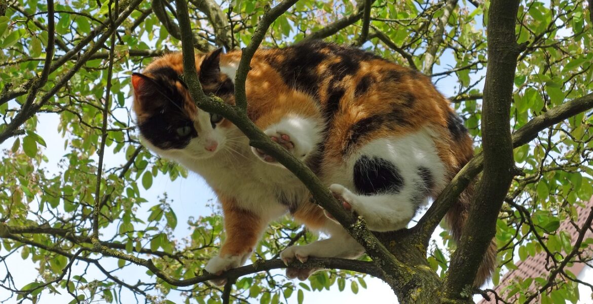 gatos les gustan las alturas