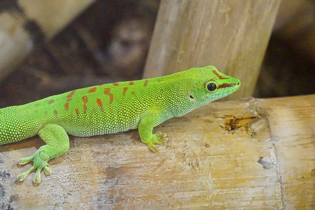 humedad en el terrario