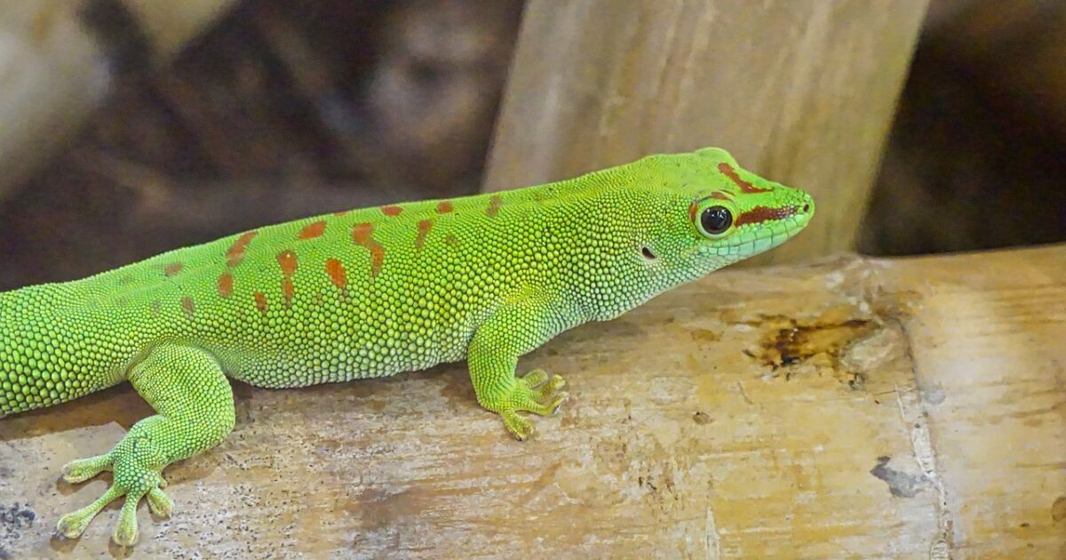 How to maintain humidity in your reptile's terrarium Mundo Cachorro